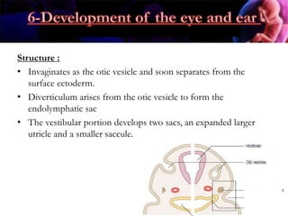 Structure :
• Invaginates as the otic vesicle and soon separates from the
surface ectoderm.
• Diverticulum arises from the otic vesicle to form the
endolymphatic sac
• The vestibular portion develops two sacs, an expanded larger
utricle and a smaller saccule.
 
