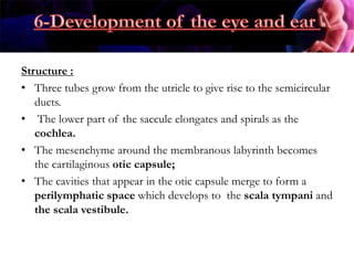 Structure :
• Three tubes grow from the utricle to give rise to the semicircular
ducts.
• The lower part of the saccule elongates and spirals as the
cochlea.
• The mesenchyme around the membranous labyrinth becomes
the cartilaginous otic capsule;
• The cavities that appear in the otic capsule merge to form a
perilymphatic space which develops to the scala tympani and
the scala vestibule.
 
