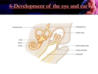 Embryology