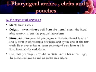 A. Pharyngeal arches :
• Start : fourth week
• Origin: mesenchyme cell from the neural crest, the lateral
plate mesoderm and the paraxial mesoderm.
• Structure : Five pairs of pharyngeal arches, numbered 1, 2, 3, 4
and 6, form in craniocaudal sequence and by the end of the fifth
week. Each arches has an outer covering of ectoderm and is
lined internally by endoderm.
• also, each pharyngeal arch differentiates into a bar of cartilage,
the associated muscle and an aortic arch artery.
 