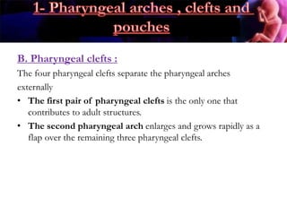B. Pharyngeal clefts :
The four pharyngeal clefts separate the pharyngeal arches
externally
• The first pair of pharyngeal clefts is the only one that
contributes to adult structures.
• The second pharyngeal arch enlarges and grows rapidly as a
flap over the remaining three pharyngeal clefts.
 