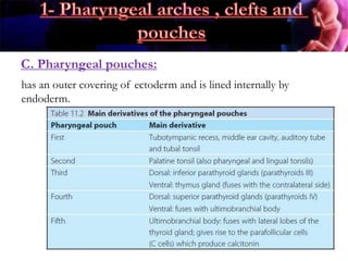 C. Pharyngeal pouches:
has an outer covering of ectoderm and is lined internally by
endoderm.
 