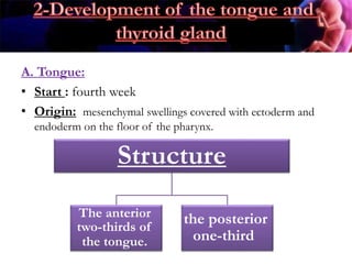.
A. Tongue:
• Start : fourth week
• Origin: mesenchymal swellings covered with ectoderm and
endoderm on the floor of the pharynx.
Structure
The anterior
two-thirds of
the tongue.
the posterior
one-third
 