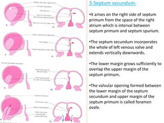 Embryology of heart | PPTX