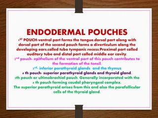 ENDODERMAL POUCHES
1ST POUCH-ventral part forms the tongue,dorsal part along with
dorsal part of the second pouch forms a diverticulum along the
developing ears,called tubo tympanic recess.Proximal part called
auditory tube and distal part called middle ear cavity.
2nd pouch- epithelium of the ventral part of this pouch contributes to
the formation of the tonsil.
3rd- inferior parathyroid glands and the thymus
4 th pouch- superior parathyroid glands and thyroid gland.
5th pouch or ultimobrachial pouch. Generally incorporated with the
4 th pouch forming caudal pharyngeal complex.
The superior parathyroid arises from this and also the parafollicular
cells of the thyroid gland.
 