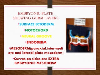 EMBRYONIC PLATE
SHOWING GERM LAYERS
•SURFACE ECTODERM
•NOTOCHORD
•NEURAL GROOVE
•ENDODERM
•MESODERM(paraxial,intermedi
ate and lateral plate mesoderm)
•Curves on sides are EXTRA
EMBRYONIC MESODERM.
 