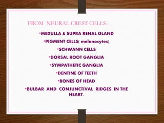 FROM NEURAL CREST CELLS :
•MEDULLA & SUPRA RENAL GLAND
•PIGMENT CELLS( melanocytes)
•SCHWANN CELLS
•DORSAL ROOT GANGLIA
•SYMPATHETIC GANGLIA
•DENTINE OF TEETH
•BONES OF HEAD
•BULBAR AND CONJUNCTIVAL RIDGES IN THE
HEART.
 