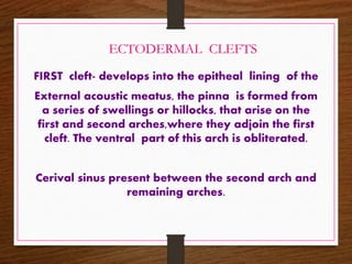 ECTODERMAL CLEFTS
FIRST cleft- develops into the epitheal lining of the
External acoustic meatus, the pinna is formed from
a series of swellings or hillocks, that arise on the
first and second arches,where they adjoin the first
cleft. The ventral part of this arch is obliterated.
Cerival sinus present between the second arch and
remaining arches.
 