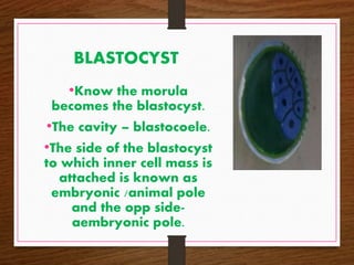 BLASTOCYST
•Know the morula
becomes the blastocyst.
•The cavity – blastocoele.
•The side of the blastocyst
to which inner cell mass is
attached is known as
embryonic /animal pole
and the opp side-
aembryonic pole.
 