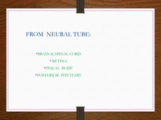 FROM NEURAL TUBE:
•BRAIN & SPINAL CORD
• RETINA
•PINEAL BODY
•POSTERIOR PITUITARY
 