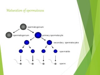 Maturation of spermatozoa
 