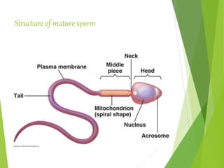 Structure of mature sperm
 