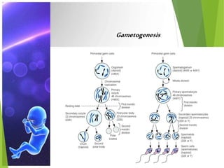 DEFINITION
Gametogenesis
 