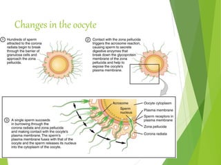 Changes in the oocyte
 