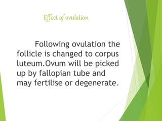 Effect of ovulation
Following ovulation the
follicle is changed to corpus
luteum.Ovum will be picked
up by fallopian tube and
may fertilise or degenerate.
 