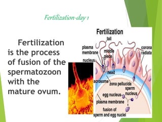 Fertilization-day 1
Fertilization
is the process
of fusion of the
spermatozoon
with the
mature ovum.
 