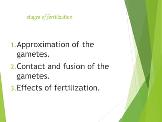 stages of fertilization
1.Approximation of the
gametes.
2.Contact and fusion of the
gametes.
3.Effects of fertilization.
 