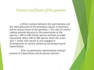 Contact and fusion of the gametes
A direct contact between the spermatozoa and
the zona pellucida of the secondary oocyte is necessary
before actual fusion of the gametes.• The cells of corona
radiata provide obstacle to the penetration of the
sperms.• 200 to 300 million sperms emitted at single
ejaculation about 300 to 500 sperms reach the ovum,
only 1 unites with oocyte & rest engaged in
disintegration of corona radiata by secreting enzyme
hyalerinidase
Prior to penetration spermatozoa undergo
process of Capacitation and Acrosome reaction.
 