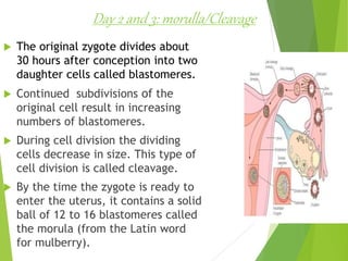 Day 2 and 3: morulla/Cleavage
 The original zygote divides about
30 hours after conception into two
daughter cells called blastomeres.
 Continued subdivisions of the
original cell result in increasing
numbers of blastomeres.
 During cell division the dividing
cells decrease in size. This type of
cell division is called cleavage.
 By the time the zygote is ready to
enter the uterus, it contains a solid
ball of 12 to 16 blastomeres called
the morula (from the Latin word
for mulberry).
 