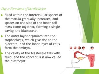Day 4: Formation of the blastocyst
 Fluid within the intercellular spaces of
the morula gradually increases, and
spaces on one side of the inner cell
mass come together, forming a single
cavity, the blastocele.
 The outer layer organizes into the
trophoblasts, which give rise to the
placenta, and the inner layer of cells
form the embryo.
 The cavity of the blastocele fills with
fluid, and the conceptus is now called
the blastocyst.
 