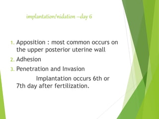 implantation/nidation –day 6
1. Apposition : most common occurs on
the upper posterior uterine wall
2. Adhesion
3. Penetration and Invasion
Implantation occurs 6th or
7th day after fertilization.
 