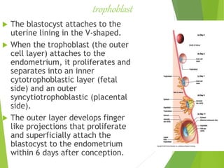 trophoblast
 The blastocyst attaches to the
uterine lining in the V-shaped.
 When the trophoblast (the outer
cell layer) attaches to the
endometrium, it proliferates and
separates into an inner
cytotrophoblastic layer (fetal
side) and an outer
syncytiotrophoblastic (placental
side).
 The outer layer develops finger
like projections that proliferate
and superficially attach the
blastocyst to the endometrium
within 6 days after conception.
 