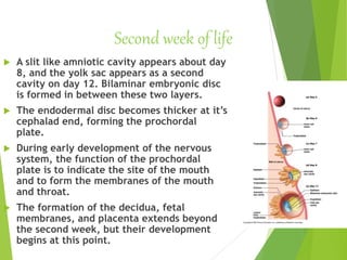 Second week of life
 A slit like amniotic cavity appears about day
8, and the yolk sac appears as a second
cavity on day 12. Bilaminar embryonic disc
is formed in between these two layers.
 The endodermal disc becomes thicker at it’s
cephalad end, forming the prochordal
plate.
 During early development of the nervous
system, the function of the prochordal
plate is to indicate the site of the mouth
and to form the membranes of the mouth
and throat.
 The formation of the decidua, fetal
membranes, and placenta extends beyond
the second week, but their development
begins at this point.
 