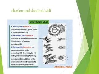 chorion and chorionic villi
 