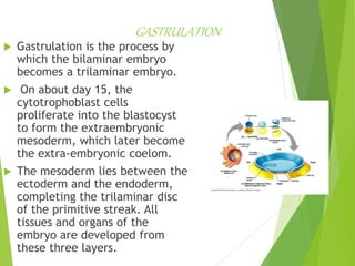 GASTRULATION
 Gastrulation is the process by
which the bilaminar embryo
becomes a trilaminar embryo.
 On about day 15, the
cytotrophoblast cells
proliferate into the blastocyst
to form the extraembryonic
mesoderm, which later become
the extra-embryonic coelom.
 The mesoderm lies between the
ectoderm and the endoderm,
completing the trilaminar disc
of the primitive streak. All
tissues and organs of the
embryo are developed from
these three layers.
 