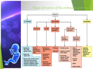 Major derivatives of the embryonic germ layers
 