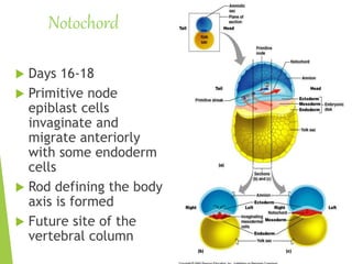 Notochord
 Days 16-18
 Primitive node
epiblast cells
invaginate and
migrate anteriorly
with some endoderm
cells
 Rod defining the body
axis is formed
 Future site of the
vertebral column
 