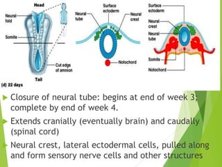  Closure of neural tube: begins at end of week 3;
complete by end of week 4.
 Extends cranially (eventually brain) and caudally
(spinal cord)
 Neural crest, lateral ectodermal cells, pulled along
and form sensory nerve cells and other structures
 
