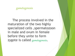 gametogenesis
The process involved in the
maturation of the two highly
specialized cells ,spermatozoon
in male and ovum in female
before they unite to form
zygote is called gametogenesis.
 