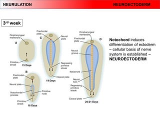 Neuroectoderm Development Comprehensive Overview of Human Embryology: From Fertilization to Fetal ...
