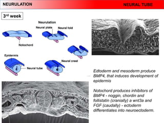 Neuroectoderm Development Comprehensive Overview of Human Embryology: From Fertilization to Fetal ...