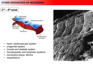 Mesodermal Heart Comprehensive Overview of Human Embryology: From Fertilization to Fetal ...