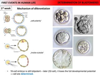 Comprehensive Overview of Human Embryology: From Fertilization to Fetal ...