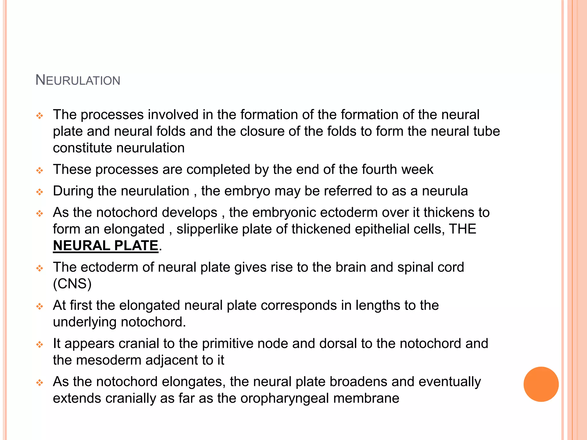 NEURULATION
 The processes involved in the formation of the formation of the neural
plate and neural folds and the closure of the folds to form the neural tube
constitute neurulation
 These processes are completed by the end of the fourth week
 During the neurulation , the embryo may be referred to as a neurula
 As the notochord develops , the embryonic ectoderm over it thickens to
form an elongated , slipperlike plate of thickened epithelial cells, THE
NEURAL PLATE.
 The ectoderm of neural plate gives rise to the brain and spinal cord
(CNS)
 At first the elongated neural plate corresponds in lengths to the
underlying notochord.
 It appears cranial to the primitive node and dorsal to the notochord and
the mesoderm adjacent to it
 As the notochord elongates, the neural plate broadens and eventually
extends cranially as far as the oropharyngeal membrane
 