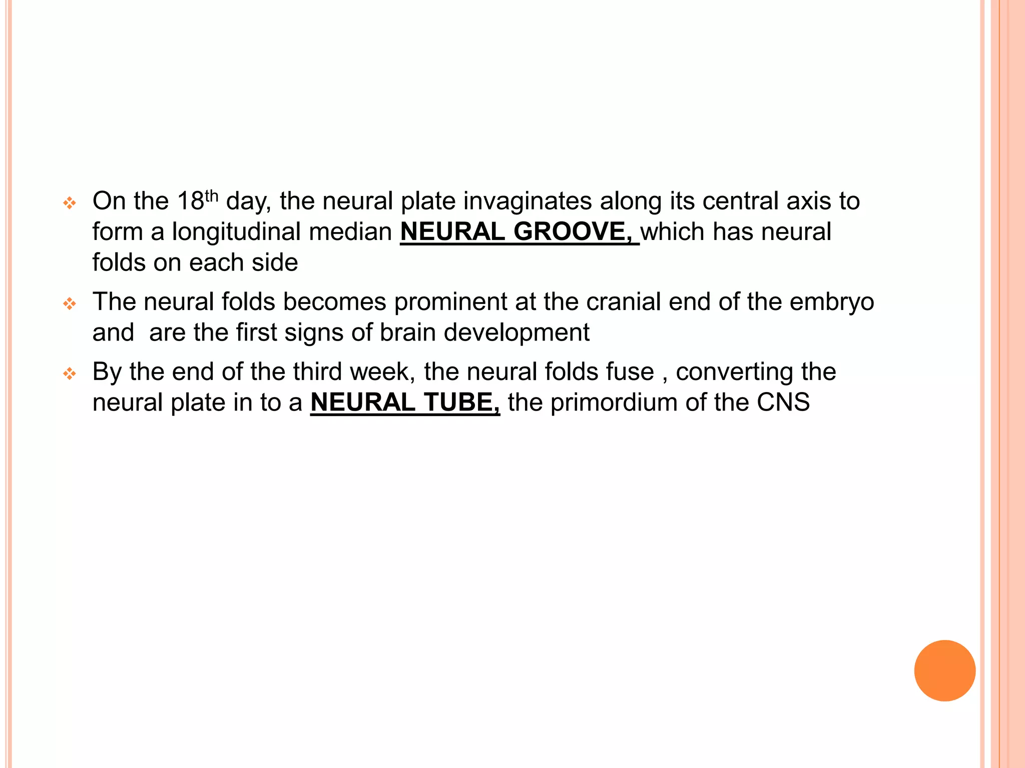  On the 18th day, the neural plate invaginates along its central axis to
form a longitudinal median NEURAL GROOVE, which has neural
folds on each side
 The neural folds becomes prominent at the cranial end of the embryo
and are the first signs of brain development
 By the end of the third week, the neural folds fuse , converting the
neural plate in to a NEURAL TUBE, the primordium of the CNS
 
