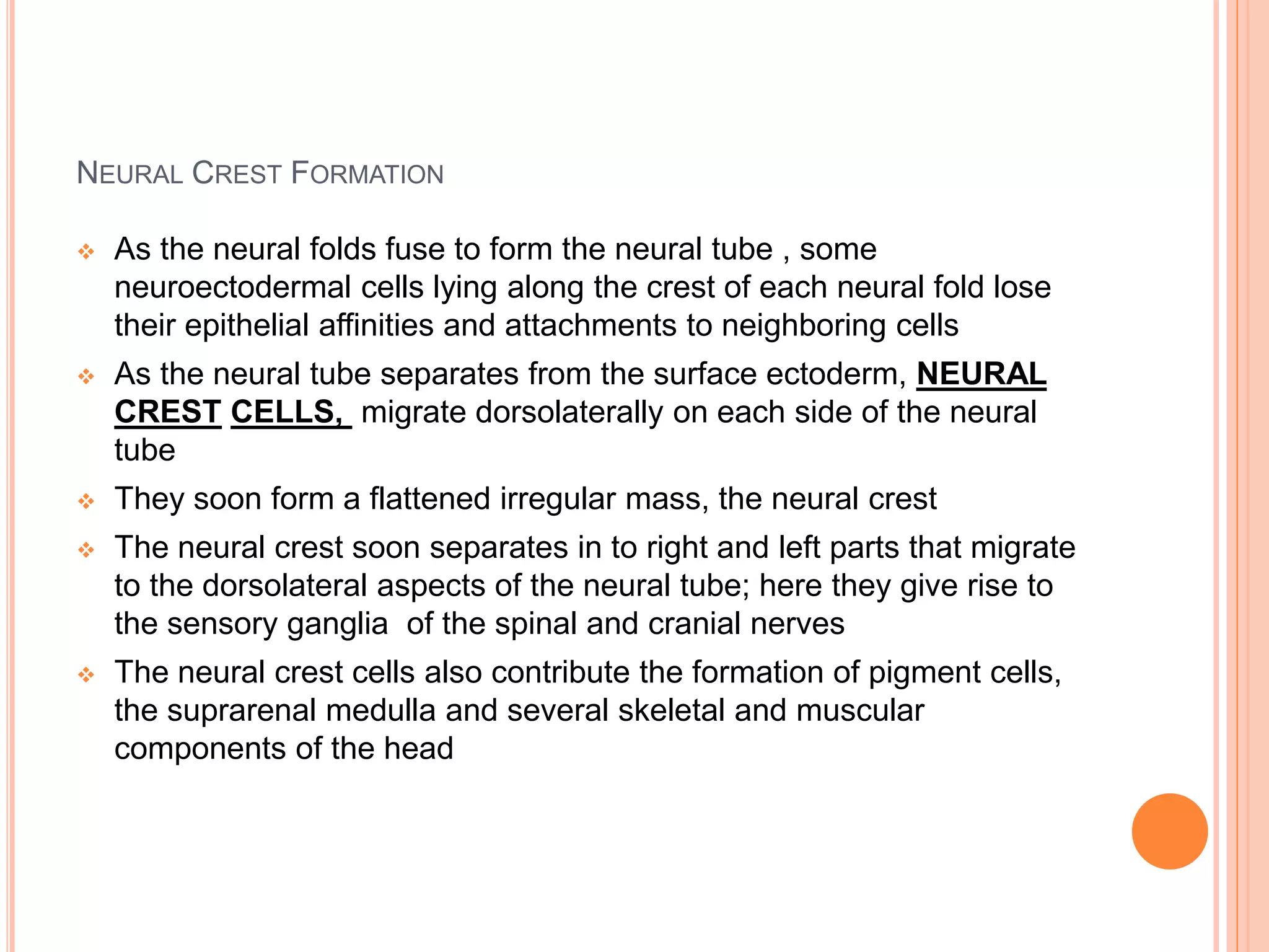 NEURAL CREST FORMATION
 As the neural folds fuse to form the neural tube , some
neuroectodermal cells lying along the crest of each neural fold lose
their epithelial affinities and attachments to neighboring cells
 As the neural tube separates from the surface ectoderm, NEURAL
CREST CELLS, migrate dorsolaterally on each side of the neural
tube
 They soon form a flattened irregular mass, the neural crest
 The neural crest soon separates in to right and left parts that migrate
to the dorsolateral aspects of the neural tube; here they give rise to
the sensory ganglia of the spinal and cranial nerves
 The neural crest cells also contribute the formation of pigment cells,
the suprarenal medulla and several skeletal and muscular
components of the head
 