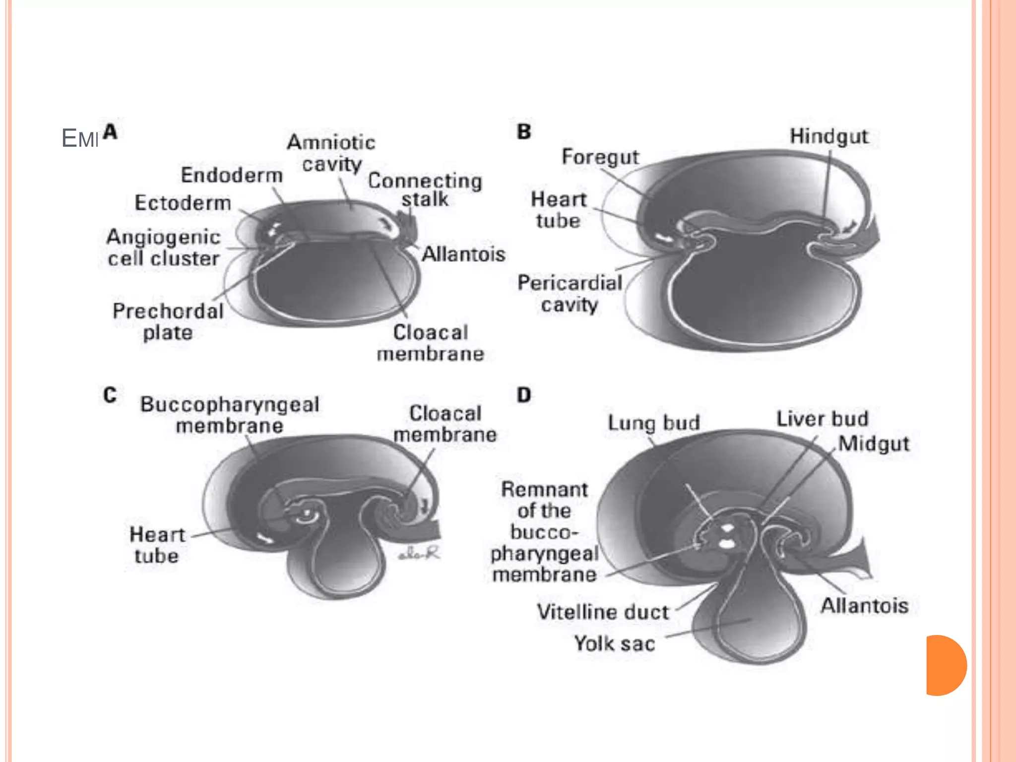 EMBRYONIC FOLDS
 