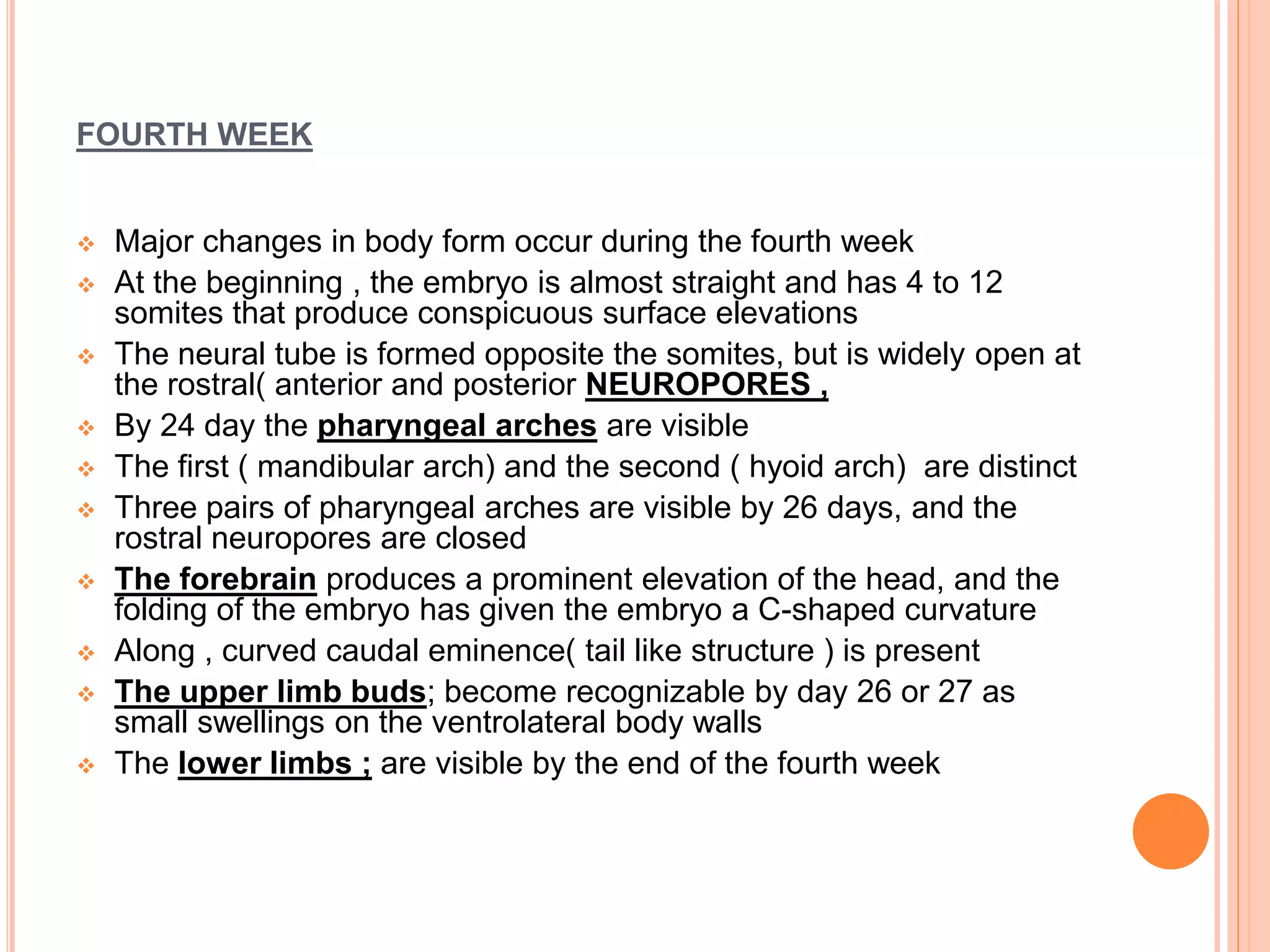 FOURTH WEEK
 Major changes in body form occur during the fourth week
 At the beginning , the embryo is almost straight and has 4 to 12
somites that produce conspicuous surface elevations
 The neural tube is formed opposite the somites, but is widely open at
the rostral( anterior and posterior NEUROPORES ,
 By 24 day the pharyngeal arches are visible
 The first ( mandibular arch) and the second ( hyoid arch) are distinct
 Three pairs of pharyngeal arches are visible by 26 days, and the
rostral neuropores are closed
 The forebrain produces a prominent elevation of the head, and the
folding of the embryo has given the embryo a C-shaped curvature
 Along , curved caudal eminence( tail like structure ) is present
 The upper limb buds; become recognizable by day 26 or 27 as
small swellings on the ventrolateral body walls
 The lower limbs ; are visible by the end of the fourth week
 