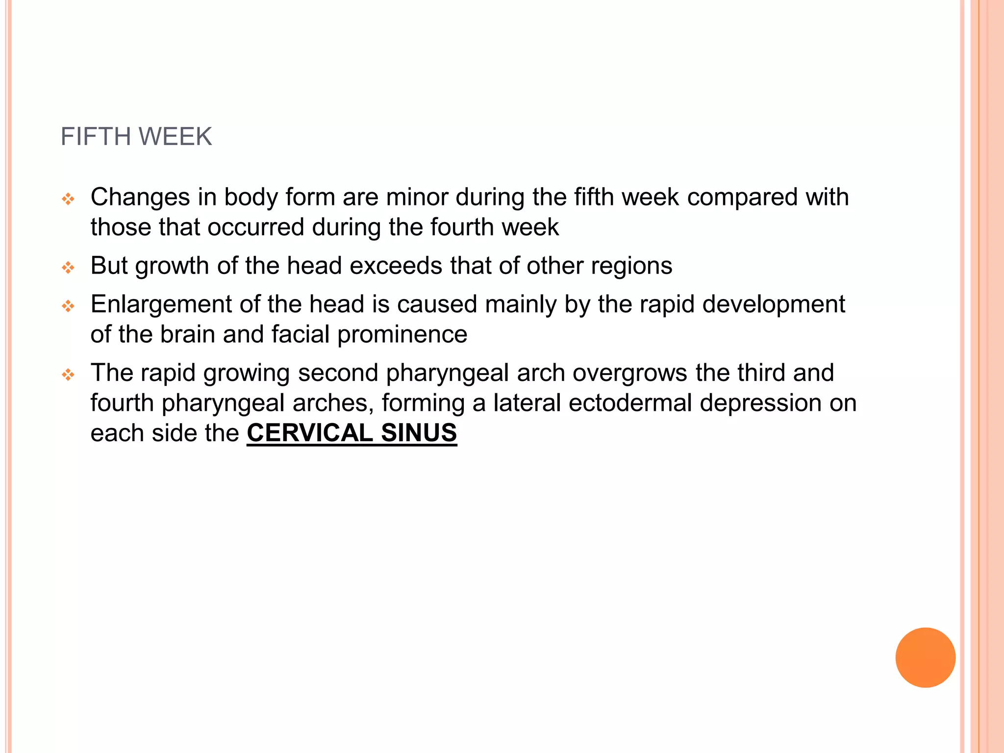 FIFTH WEEK
 Changes in body form are minor during the fifth week compared with
those that occurred during the fourth week
 But growth of the head exceeds that of other regions
 Enlargement of the head is caused mainly by the rapid development
of the brain and facial prominence
 The rapid growing second pharyngeal arch overgrows the third and
fourth pharyngeal arches, forming a lateral ectodermal depression on
each side the CERVICAL SINUS
 