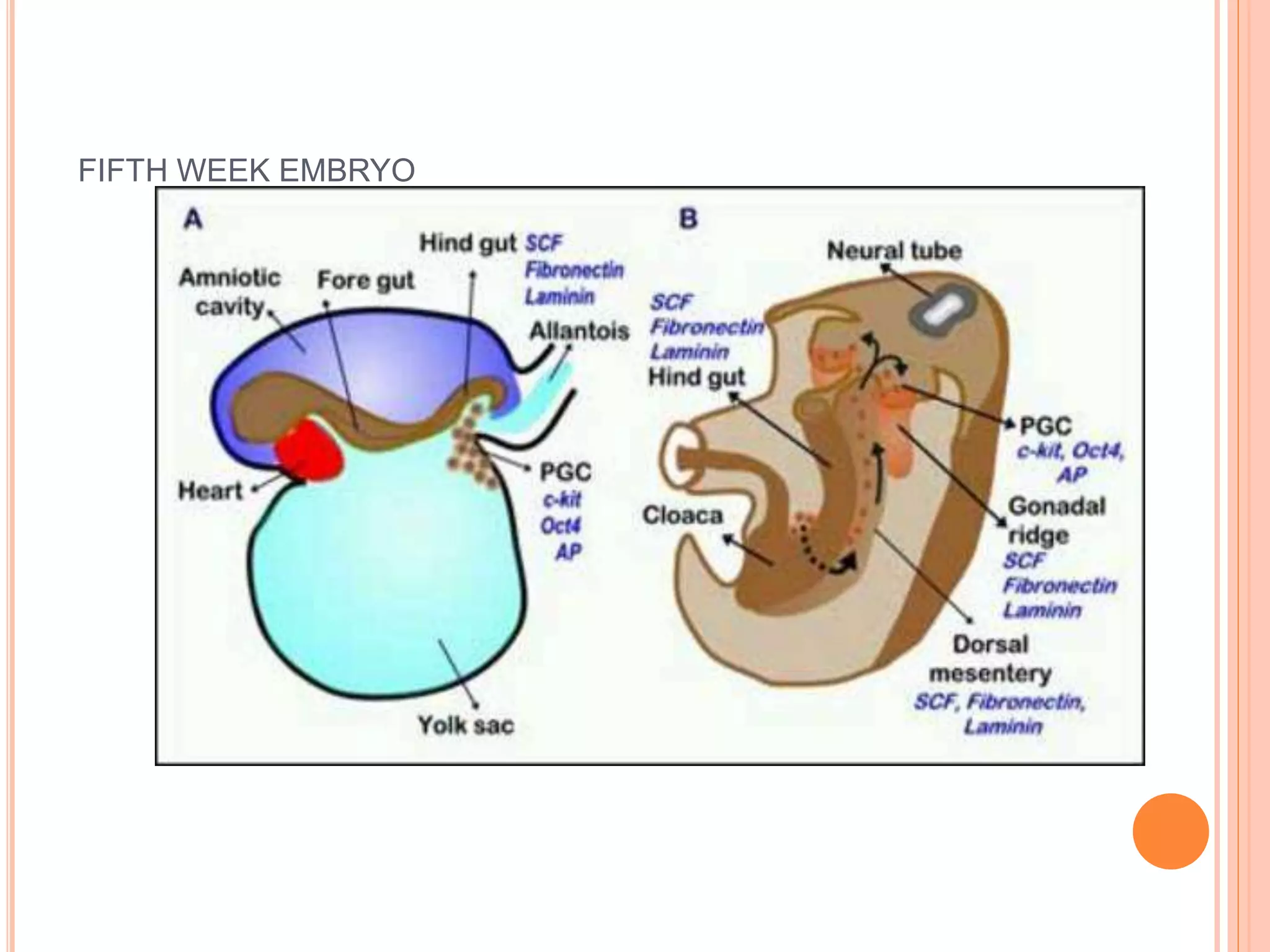FIFTH WEEK EMBRYO
 