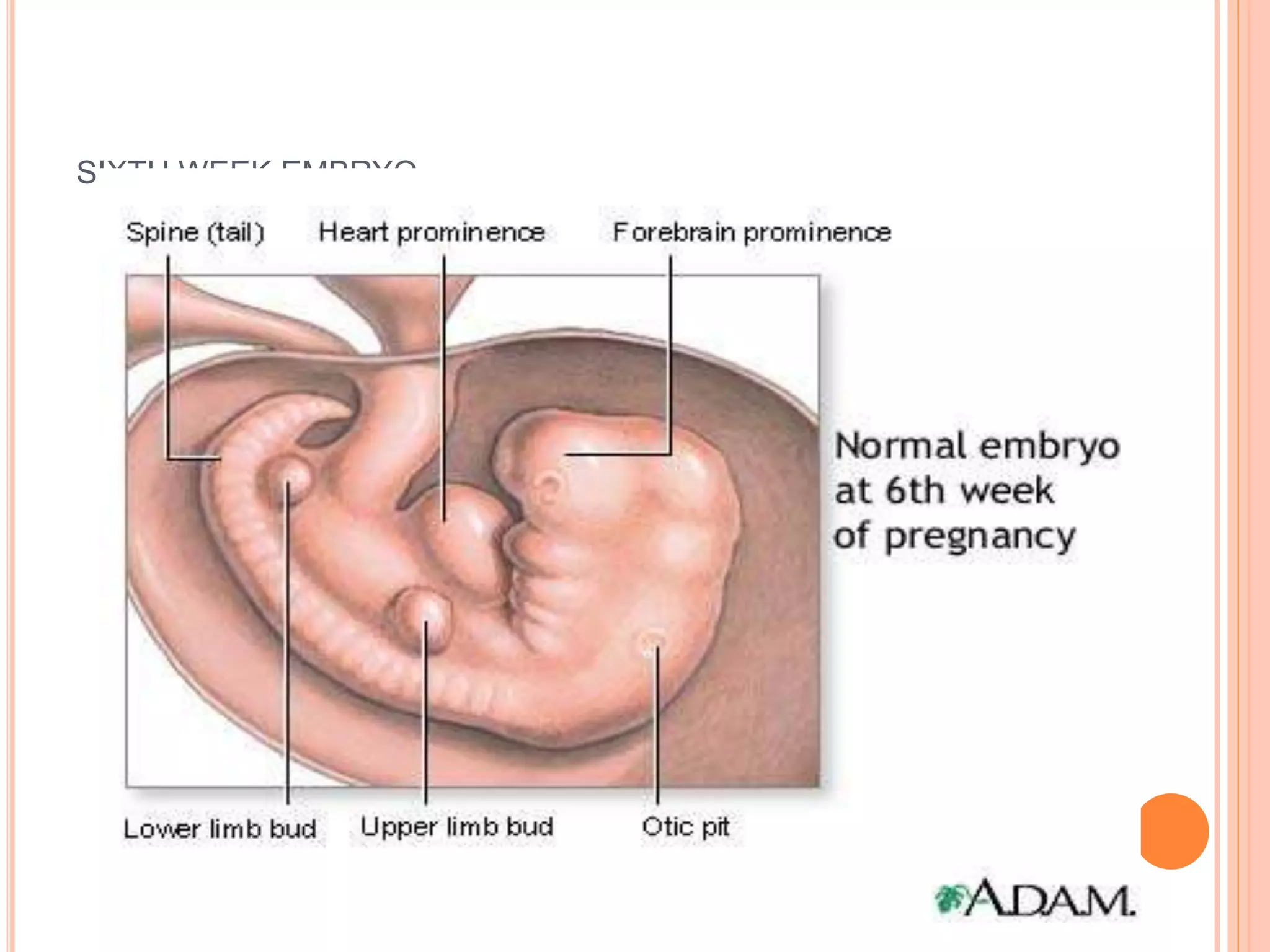 SIXTH WEEK EMBRYO
 