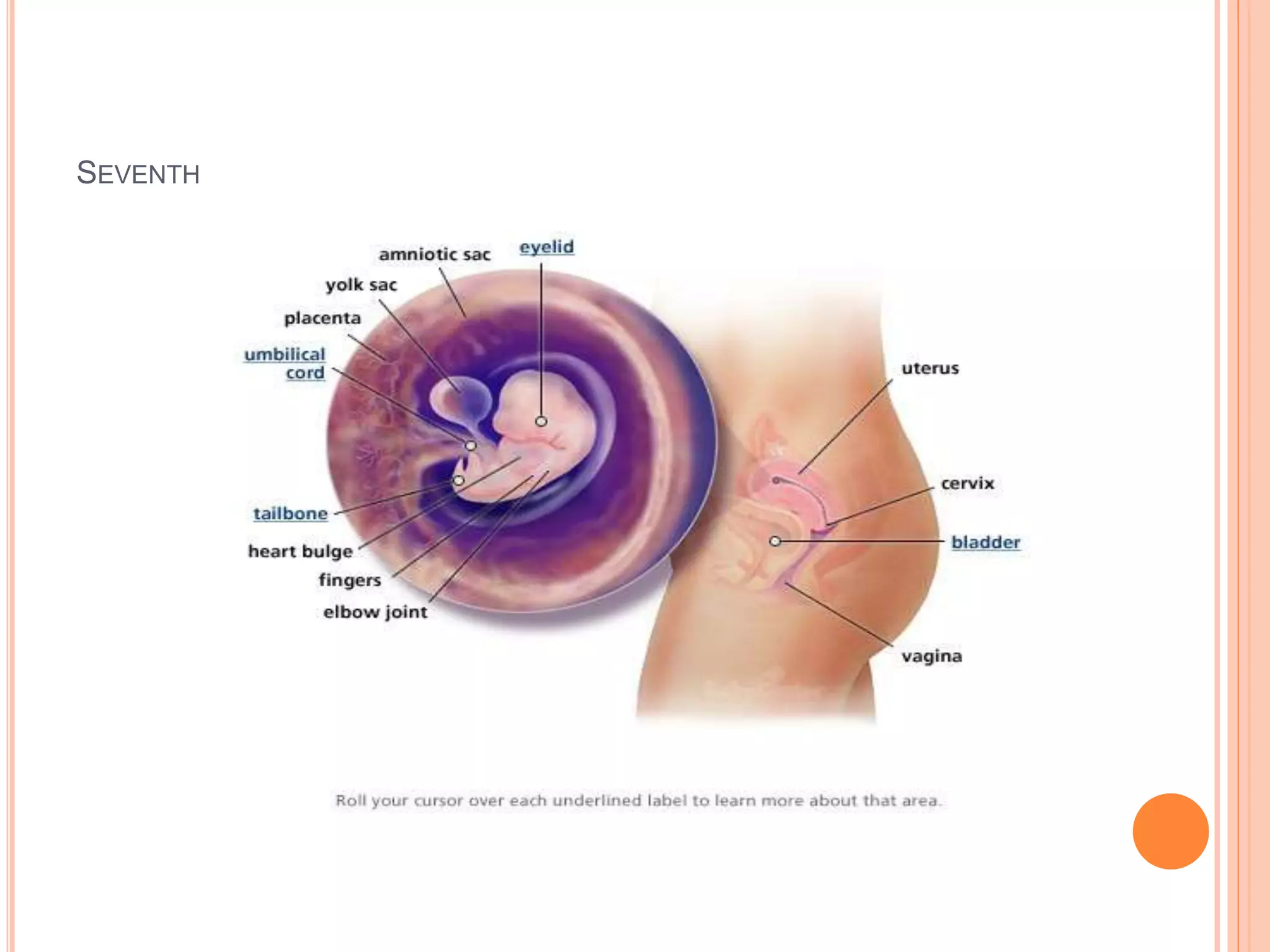SEVENTH WEEK EMBRYO
 