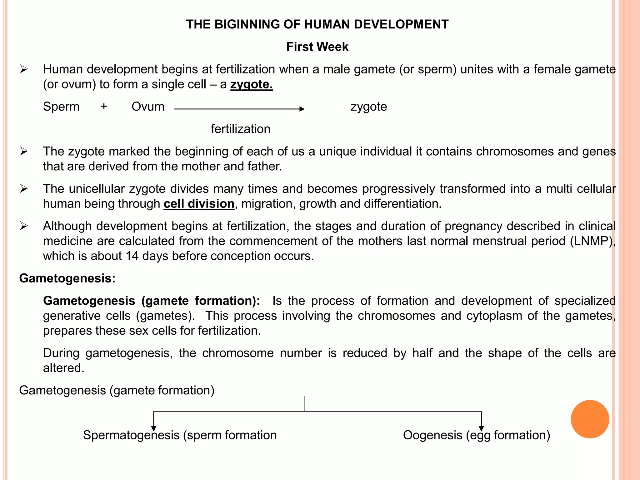 THE BIGINNING OF HUMAN DEVELOPMENT
First Week
 Human development begins at fertilization when a male gamete (or sperm) unites with a female gamete
(or ovum) to form a single cell – a zygote.
Sperm + Ovum zygote
fertilization
 The zygote marked the beginning of each of us a unique individual it contains chromosomes and genes
that are derived from the mother and father.
 The unicellular zygote divides many times and becomes progressively transformed into a multi cellular
human being through cell division, migration, growth and differentiation.
 Although development begins at fertilization, the stages and duration of pregnancy described in clinical
medicine are calculated from the commencement of the mothers last normal menstrual period (LNMP),
which is about 14 days before conception occurs.
Gametogenesis:
Gametogenesis (gamete formation): Is the process of formation and development of specialized
generative cells (gametes). This process involving the chromosomes and cytoplasm of the gametes,
prepares these sex cells for fertilization.
During gametogenesis, the chromosome number is reduced by half and the shape of the cells are
altered.
Gametogenesis (gamete formation)
Spermatogenesis (sperm formation Oogenesis (egg formation)
 