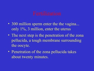 Fertilization
• 300 million sperm enter the the vagina...
only 1%, 3 million, enter the uterus
• The next step is the penetration of the zona
pellucida, a tough membrane surrounding
the oocyte.
• Penetration of the zona pellucida takes
about twenty minutes.
 