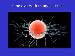 One ova with many sperms
 