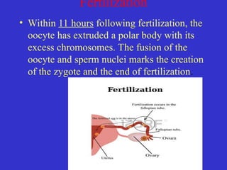 Fertilization
• Within 11 hours following fertilization, the
oocyte has extruded a polar body with its
excess chromosomes. The fusion of the
oocyte and sperm nuclei marks the creation
of the zygote and the end of fertilization.
 
